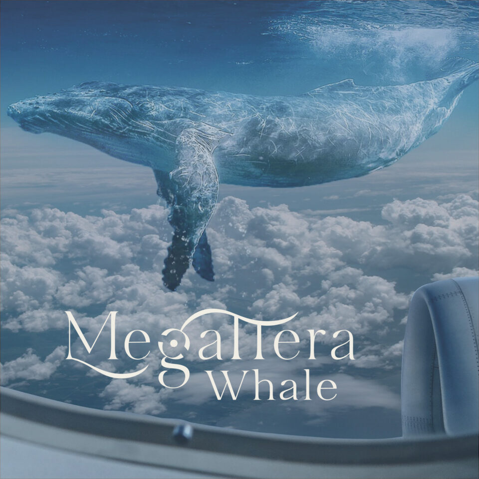 megattera, whale